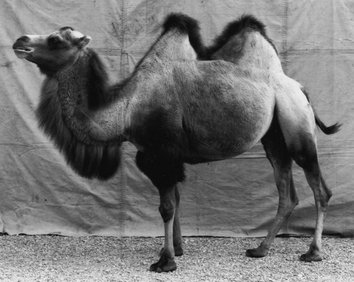 burkhard-KB0731-8-animals